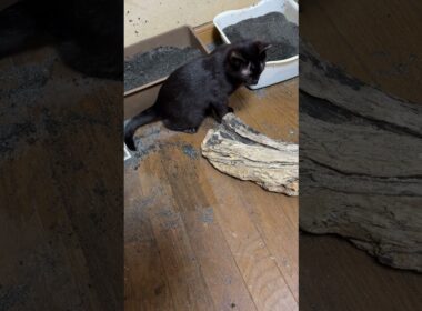 シャムの子ネコ雫「マッスルパワーだ！黒猫の子ネコ黒夢、流木を動かす」　キジシロのルル「力あるかも、黒夢」