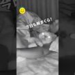 猫が毎晩見せるかわいい習慣🐾💤