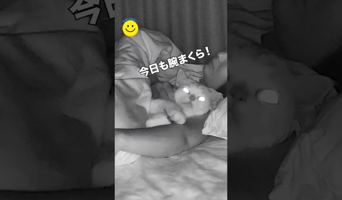 猫が毎晩見せるかわいい習慣🐾💤
