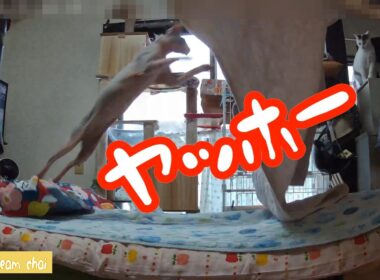 スフィンクス猫チャイ　ホップステップジャンプ