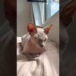 秋風に吹かれて気持ちよさそうな猫スルタン【スフィンクス】