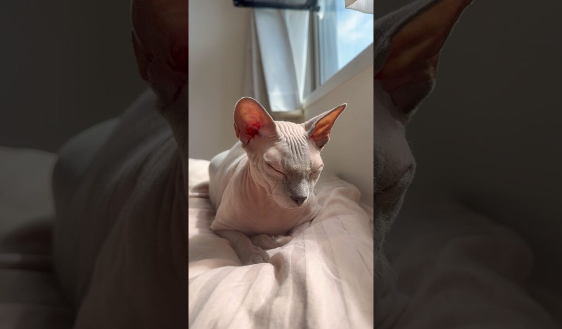 秋風に吹かれて気持ちよさそうな猫スルタン【スフィンクス】