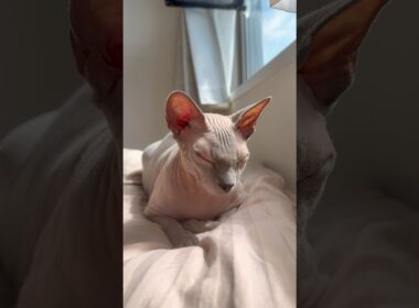 秋風に吹かれて気持ちよさそうな猫スルタン【スフィンクス】