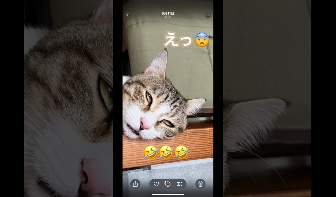 バンバラバン#shorts#catsshorts#うち猫の日常#猫#ねこ#cat#保護猫#元野良猫#かわいい#猫動画#funny#おもしろ#猫のいる暮らし#catlovers#猫マニ#ねこのきもち