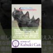 【AIにこの事聞いてみた】子猫の迎え入れ #子猫 #シャルトリュー #ブリティッシュショートヘア
