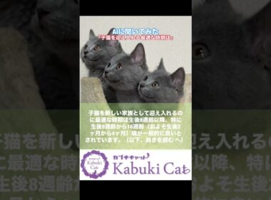 【AIにこの事聞いてみた】子猫の迎え入れ #子猫 #シャルトリュー #ブリティッシュショートヘア