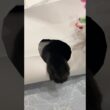こげこげ🐾クリームパン　#黒猫 #ボンベイ #子猫 #ねこ #肉球 #ねこ動画 #ねこのいる生活 #ねこのいる暮らし #猫好きさんと繋がりたい #かわいい #癒やし #おもちゃ #遊び #手作り