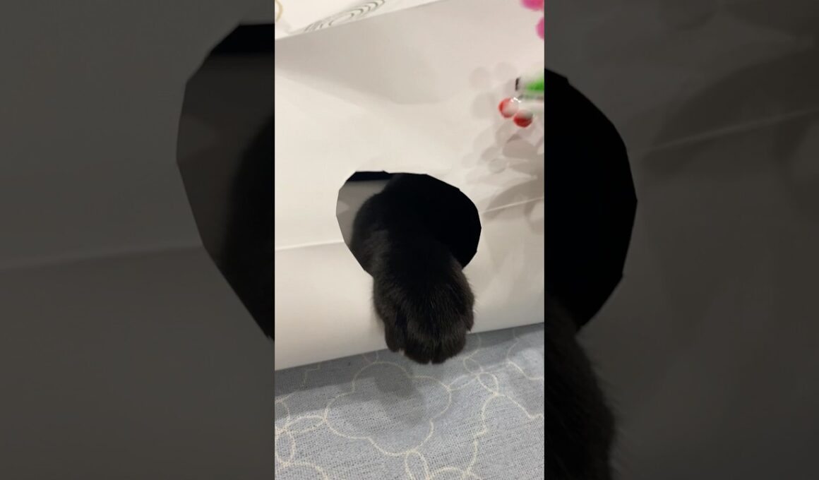 こげこげ🐾クリームパン　#黒猫 #ボンベイ #子猫 #ねこ #肉球 #ねこ動画 #ねこのいる生活 #ねこのいる暮らし #猫好きさんと繋がりたい #かわいい #癒やし #おもちゃ #遊び #手作り