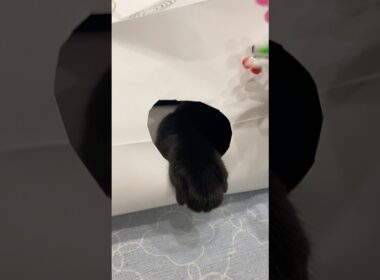 こげこげ🐾クリームパン　#黒猫 #ボンベイ #子猫 #ねこ #肉球 #ねこ動画 #ねこのいる生活 #ねこのいる暮らし #猫好きさんと繋がりたい #かわいい #癒やし #おもちゃ #遊び #手作り