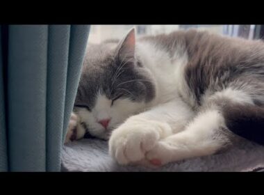 夕方17時に猫とお昼寝【ブリティッシュショートヘア】