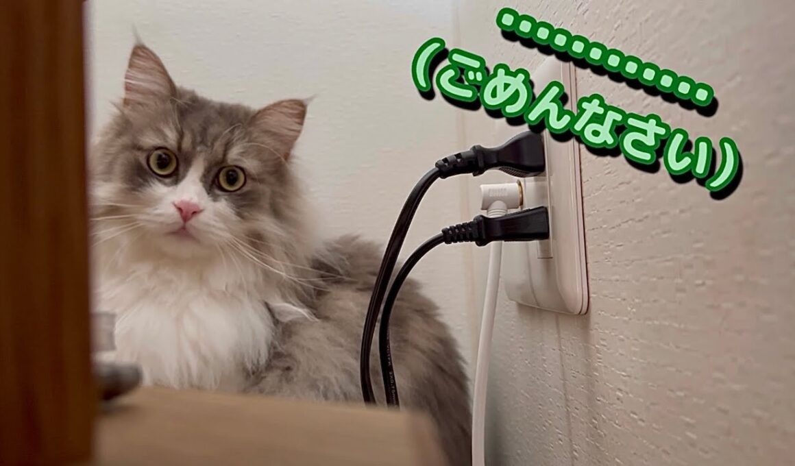 いたずらしたり喧嘩したり忙しい3つ子の猫たち　もふもふサイベリアン