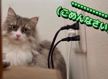 いたずらしたり喧嘩したり忙しい3つ子の猫たち　もふもふサイベリアン