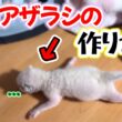 【圧が強い怒りん坊将軍】子猫アザラシのいる暮らし #ラグドール #子猫
