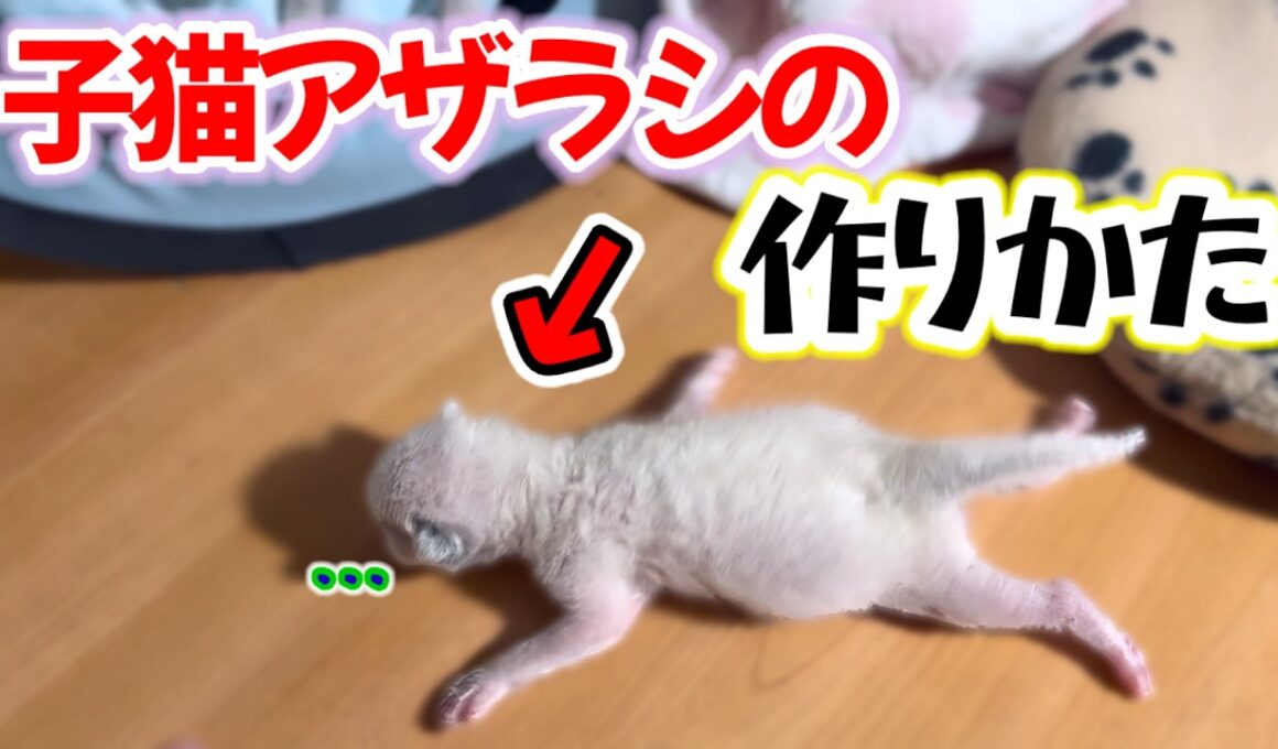 【圧が強い怒りん坊将軍】子猫アザラシのいる暮らし #ラグドール #子猫