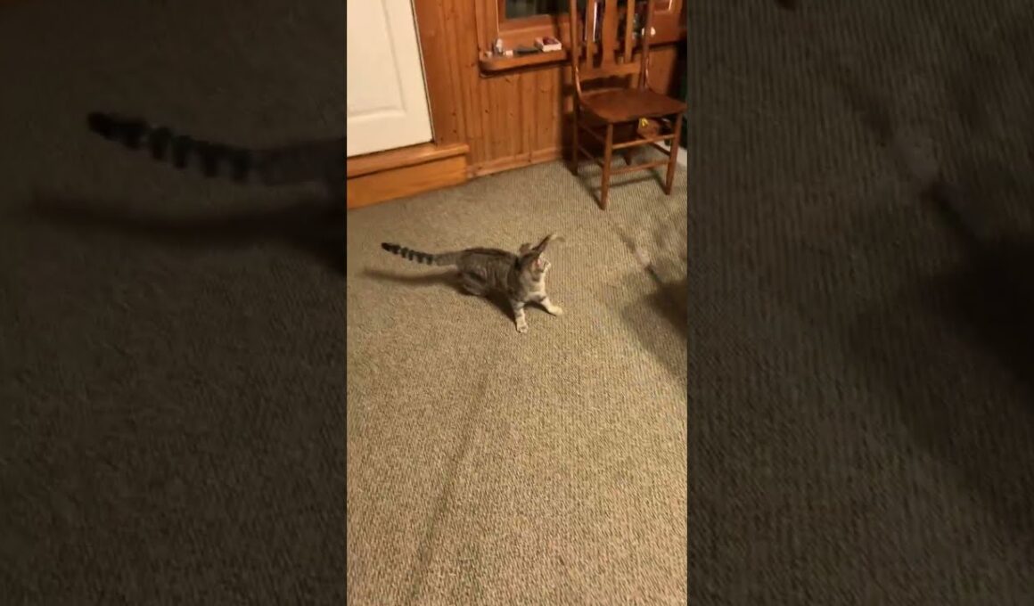 Epic 🐈 Prank Gone Hilariously Wrong! 😹💖 #shortsfeed #ytshorts #viral #viralvideo #subscribe