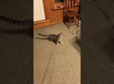 Epic 🐈 Prank Gone Hilariously Wrong! 😹💖 #shortsfeed #ytshorts #viral #viralvideo #subscribe