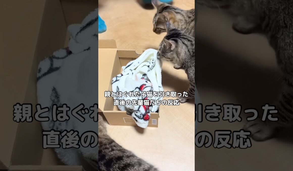 母の知り合いの自宅前で捨てられた子猫を引き取った直後 #子猫 #保護猫 #野良猫 #shorts