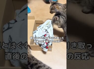 母の知り合いの自宅前で捨てられた子猫を引き取った直後 #子猫 #保護猫 #野良猫 #shorts