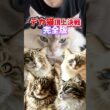 デカ猫頂上決戦！完全版｜サイベリアン・メインクーン・ノルウェージャン・ラグドール・ラガマフィン