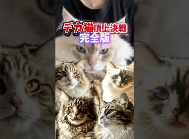 デカ猫頂上決戦！完全版｜サイベリアン・メインクーン・ノルウェージャン・ラグドール・ラガマフィン