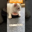BABYこはく💓‪ #ラグドール #munchkin #ブルーポイントバイカラー  #3ヶ月 #子猫 #短足リオン #ragdoll  #ラグドール子猫 #赤ちゃん #猫のいる暮らし #おすすめ ‪