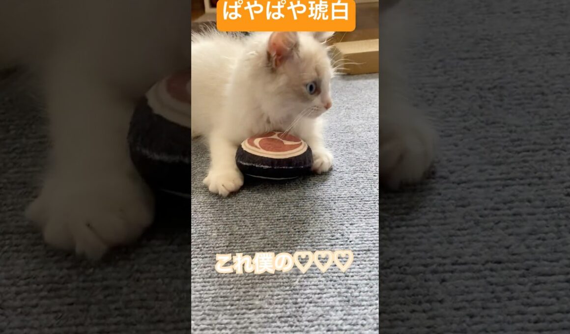 BABYこはく💓‪ #ラグドール #munchkin #ブルーポイントバイカラー  #3ヶ月 #子猫 #短足リオン #ragdoll  #ラグドール子猫 #赤ちゃん #猫のいる暮らし #おすすめ ‪
