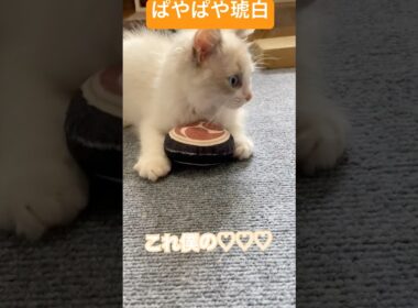 BABYこはく💓‪ #ラグドール #munchkin #ブルーポイントバイカラー  #3ヶ月 #子猫 #短足リオン #ragdoll  #ラグドール子猫 #赤ちゃん #猫のいる暮らし #おすすめ ‪