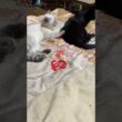 シャムの子ネコ雫、黒猫子ネコ黒夢と寄り添っていたが、黒夢、寝返りを打ち離れる。雫「ちょっと、離れないで」