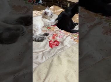 シャムの子ネコ雫、黒猫子ネコ黒夢と寄り添っていたが、黒夢、寝返りを打ち離れる。雫「ちょっと、離れないで」