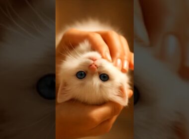 ✨ Angel Kitten Reveal 😍| Tiny White Fluffy Cat with Blue Eyes 🐾💙 #shorts