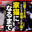 【感動】公園に捨てられた子猫がしあわせな家猫になるまで【まとめ】
