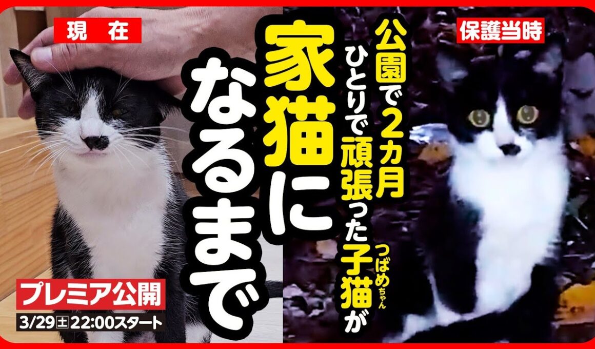 【感動】公園に捨てられた子猫がしあわせな家猫になるまで【まとめ】