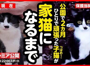 【感動】公園に捨てられた子猫がしあわせな家猫になるまで【まとめ】