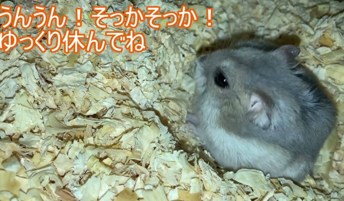 【ハムスター】おがくずに 座ってる まりんちゃん～ジャンガリアンハムスター～