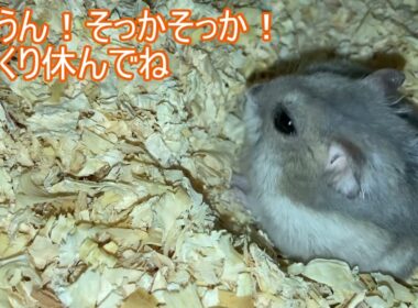 【ハムスター】おがくずに 座ってる まりんちゃん～ジャンガリアンハムスター～