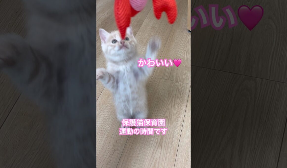 今日の子猫たち。保護猫保育園。運動の時間です。#AIねこではありません #cat #子猫 #保護猫 #kitten #animals #catshorts