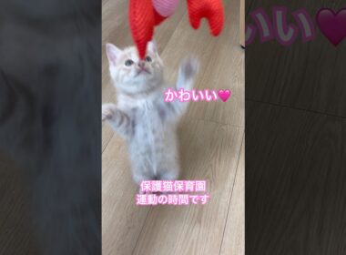 今日の子猫たち。保護猫保育園。運動の時間です。#AIねこではありません #cat #子猫 #保護猫 #kitten #animals #catshorts