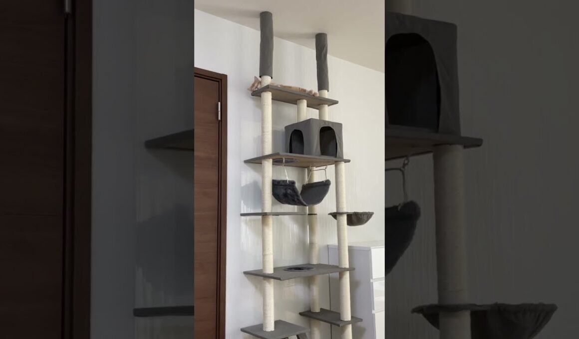 僕はココだよー😼