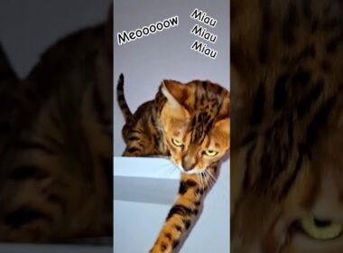 cute cat - so so cute meow Miau #meow #miau #hype #humor #trend #bengali #bengalivlog #funnycats