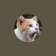子猫の里親募集ライブ！