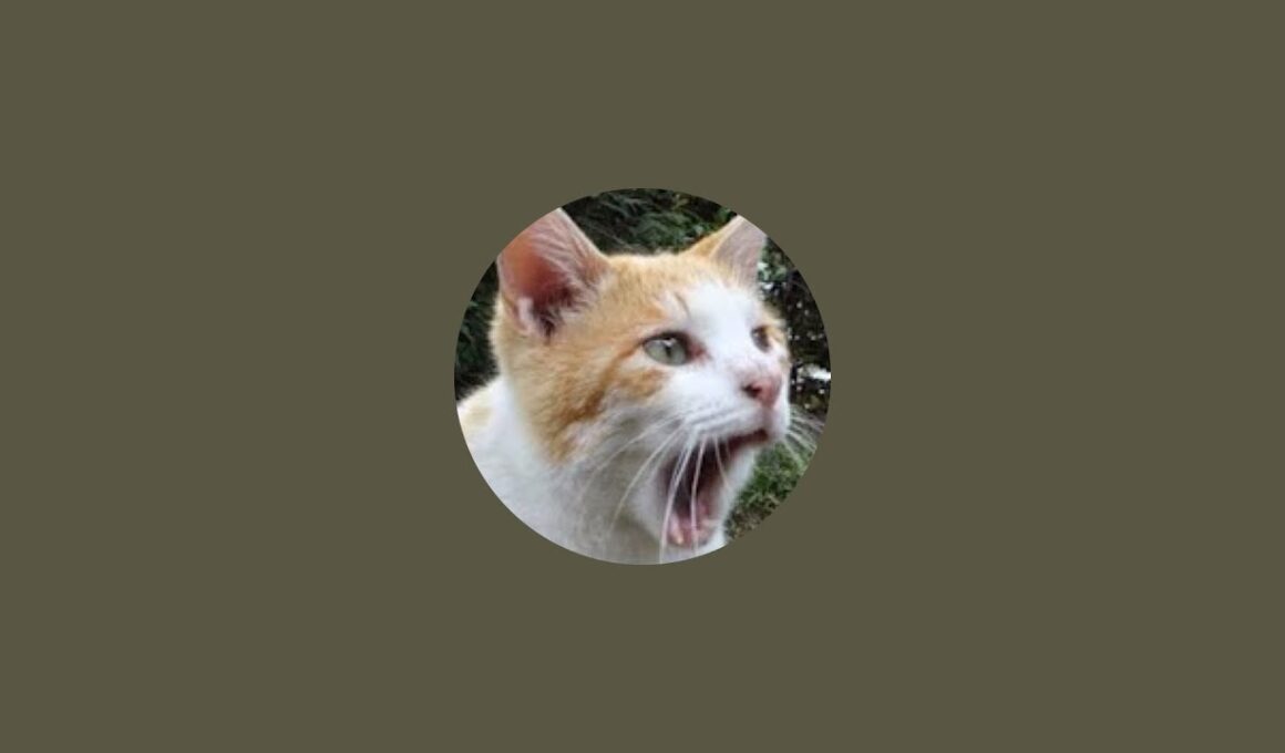 子猫の里親募集ライブ！