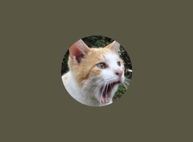 子猫の里親募集ライブ！