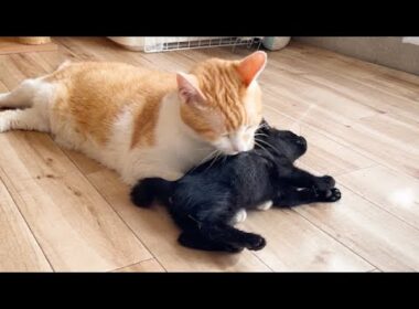 先住猫に初接触した保護子猫がこうなりました