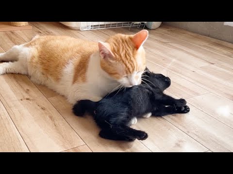 先住猫に初接触した保護子猫がこうなりました