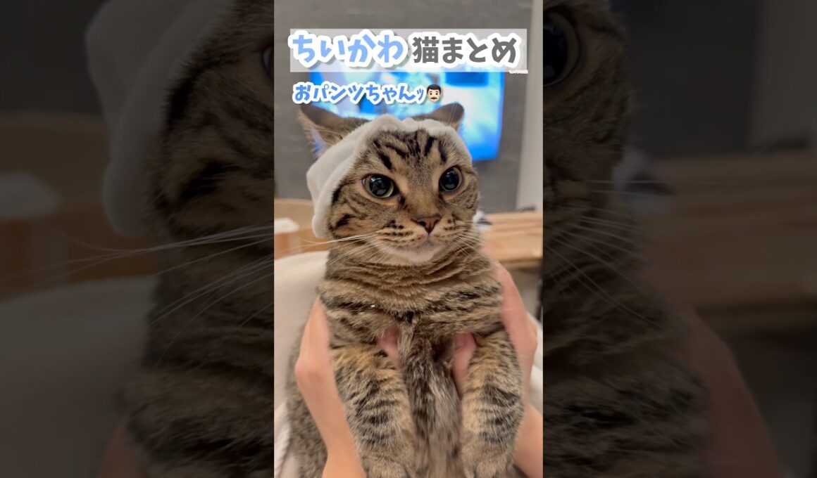 ちいかわ猫まとめ!! #cat #猫