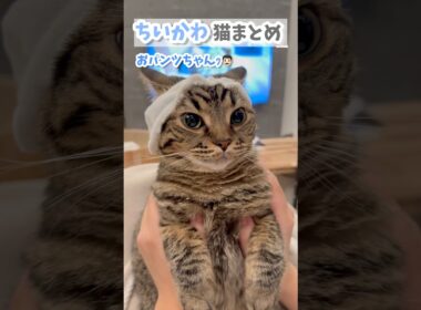 ちいかわ猫まとめ!! #cat #猫