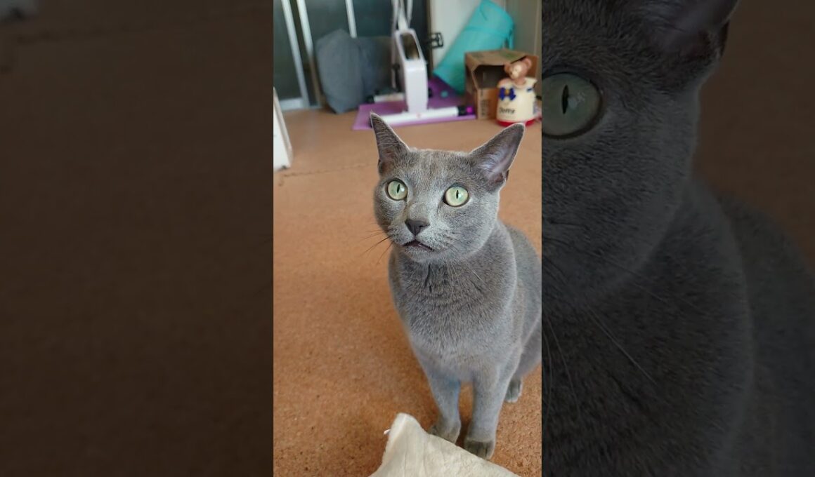 【猫動画】ご飯を諦めきれないロシアンブルー【russianbule】#shorts　Russian Blue who can't give up food