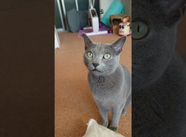 【猫動画】ご飯を諦めきれないロシアンブルー【russianbule】#shorts　Russian Blue who can't give up food