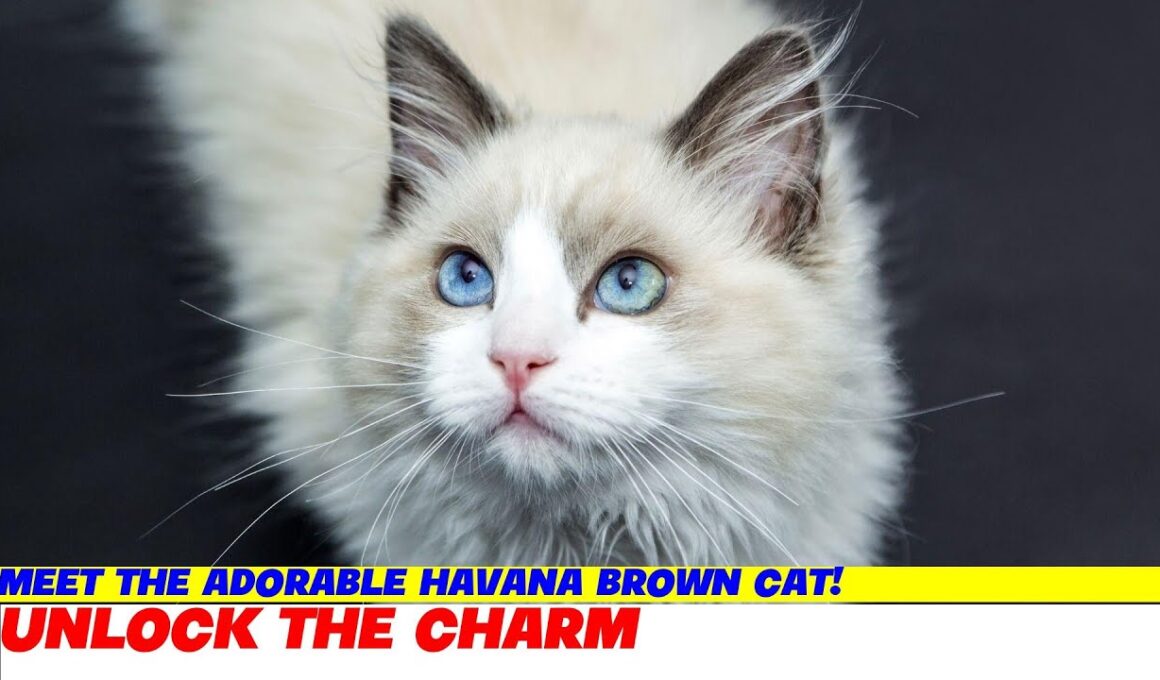 Meet the Adorable Havana Brown Cat!