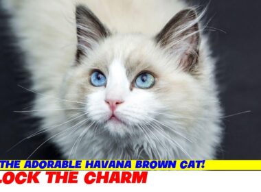 Meet the Adorable Havana Brown Cat!